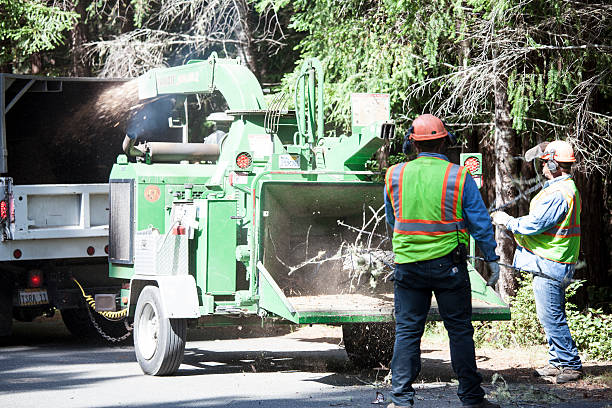 How Our Tree Care Process Works  in  Emigration Canyon, UT